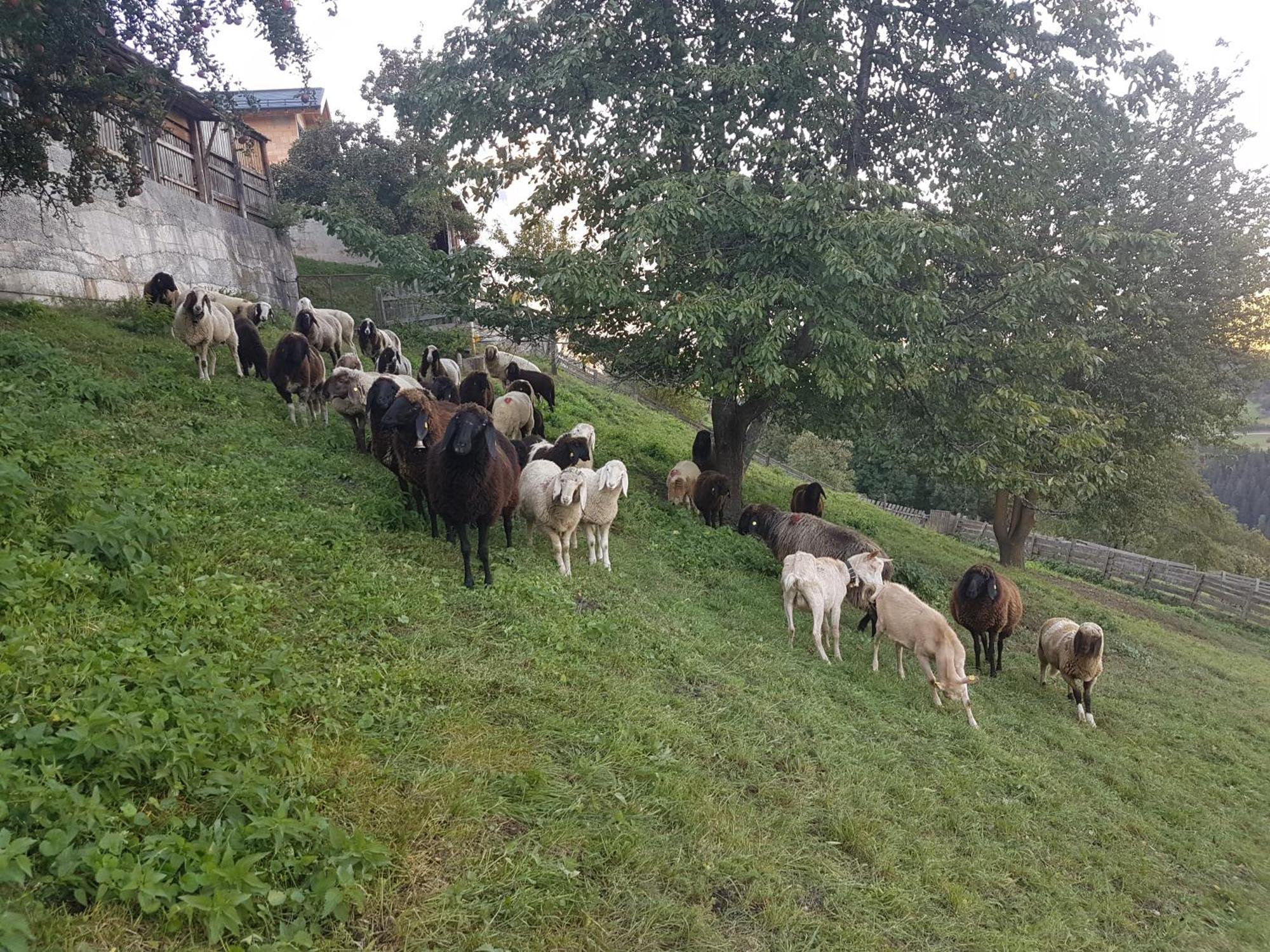 Apart Alpenzeit Arzl im Pitztal Bagian luar foto